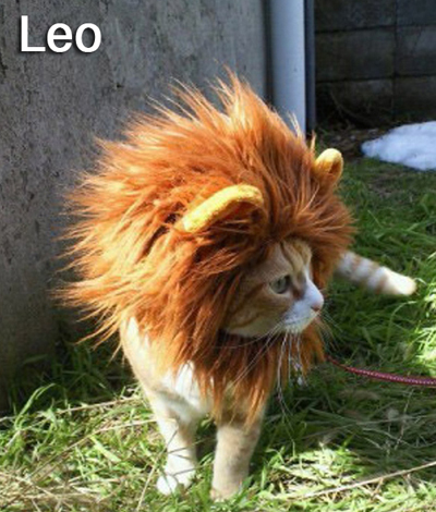 Leo cat
